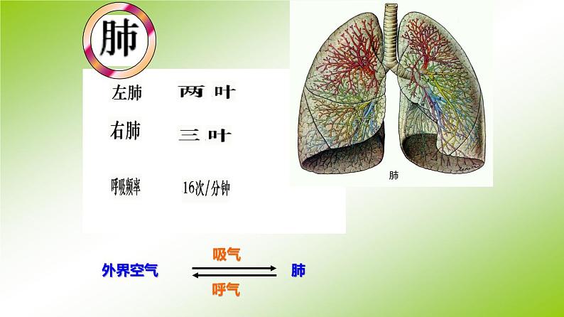 人教版生物七年级下册 第三章 发生在肺内的气体交换（课件）(人教版)（共47张PPT）第6页