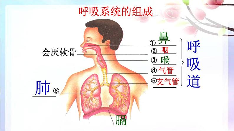 人教版生物七年级下册 第三章 呼吸道对空气的处理（课件） (人教版)（共30张PPT）06