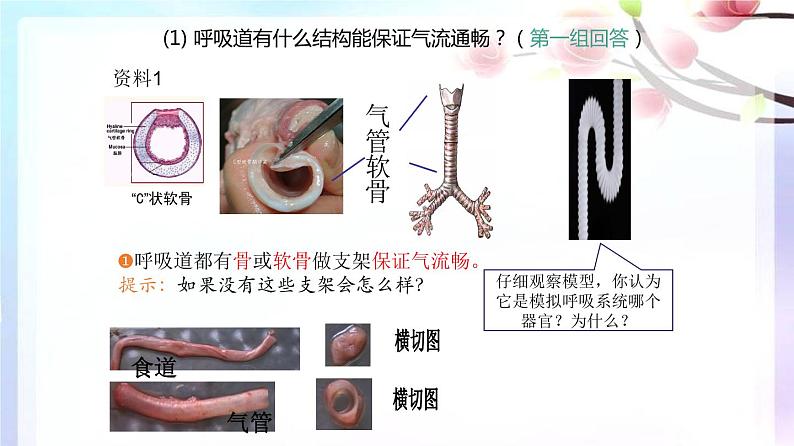 人教版生物七年级下册 第三章 呼吸道对空气的处理（课件） (人教版)（共30张PPT）08