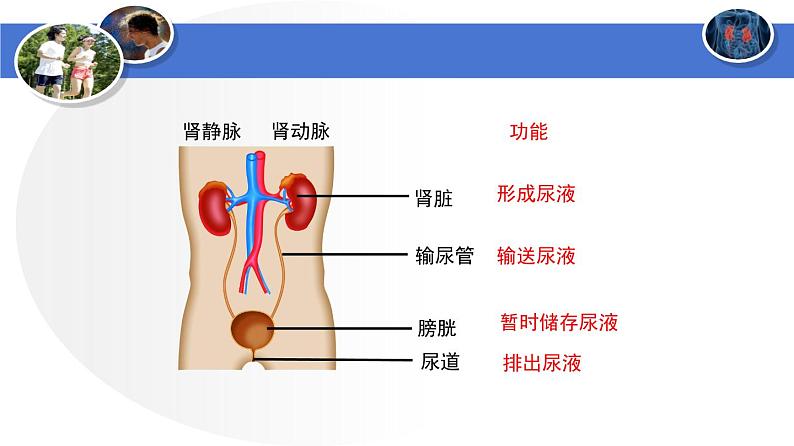 人教版生物七年级下册 第五章  人体内废物的排出（课件）-(人教版)（共25张PPT)第7页