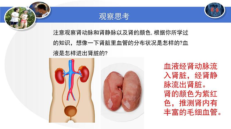 人教版生物七年级下册 第五章  人体内废物的排出（课件）-(人教版)（共25张PPT)第8页