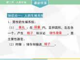 人教版生物七年级下册 第一单元 人的生殖课件（41张PPT）七年级生物下册（人教版）