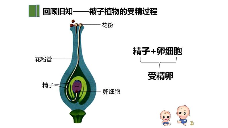 人教版生物七年级下册 第一章  人的生殖（课件）（共29张PPT)第6页