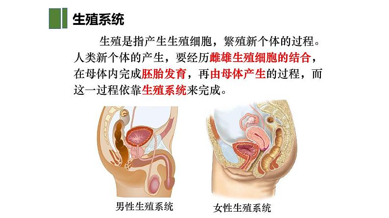 人教版生物七年级下册 第一章  人的生殖（课件）（共29张PPT)第7页