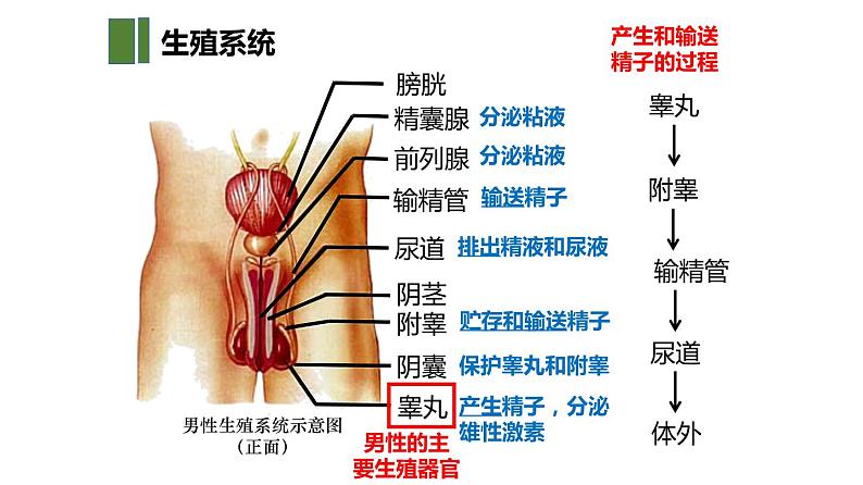 人教版生物七年级下册 第一章  人的生殖（课件）（共29张PPT)第8页