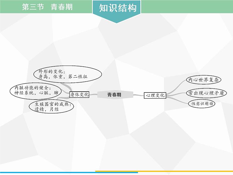 人教版生物七年级下册 第一章 青春期课件（41张PPT）七年级生物下册（人教版）第2页