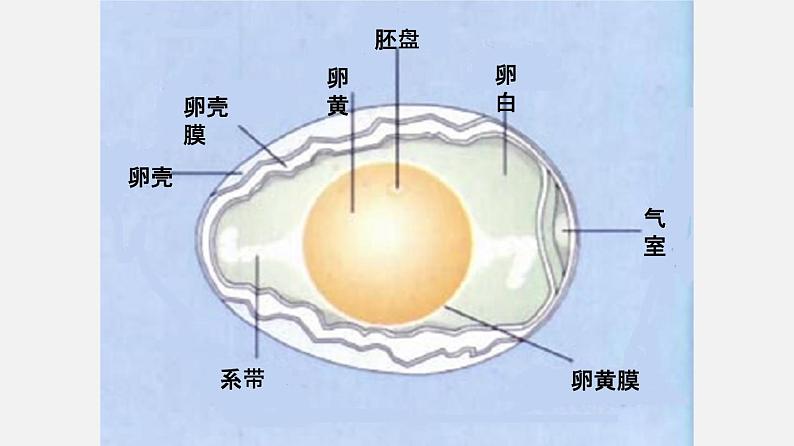 初中生物人教版八年级下册 7.1.4 鸟的生殖和发育（课件）(共32张PPT)05