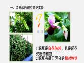初中生物人教版八年级下册 7.2.3 基因的显性和隐性（课件）(共21张PPT)