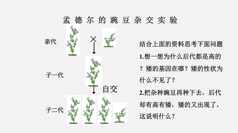 初中生物人教版八年级下册 7.2.3 基因的显性和隐性（课件）(共21张PPT)第6页