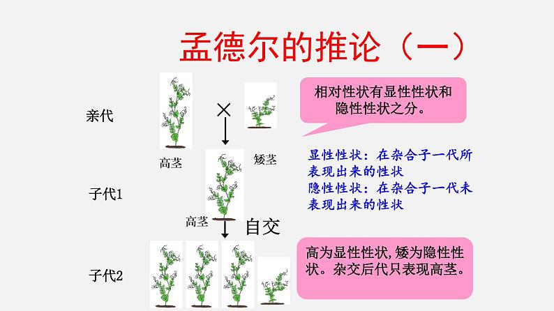 初中生物人教版八年级下册 7.2.3 基因的显性和隐性（课件）(共21张PPT)第7页