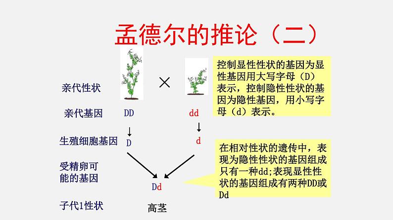 初中生物人教版八年级下册 7.2.3 基因的显性和隐性（课件）(共21张PPT)第8页