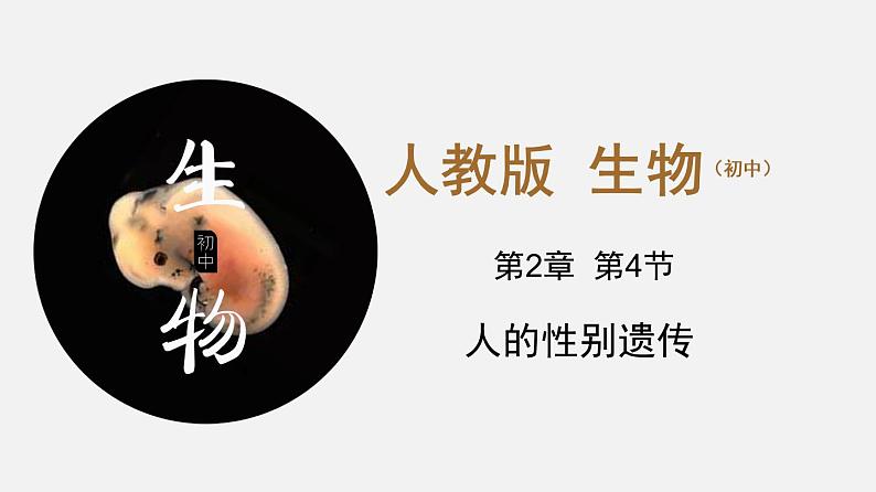 初中生物人教版八年级下册 7.2.4 人的性别遗传（课件）(共18张PPT)第1页