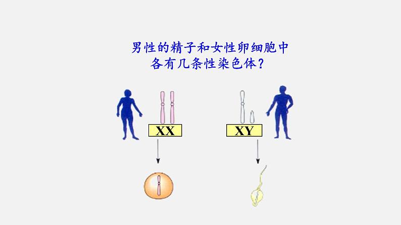 初中生物人教版八年级下册 7.2.4 人的性别遗传（课件）(共18张PPT)第8页