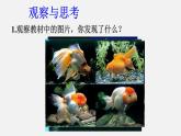 初中生物人教版八年级下册 7.2.5 生物的变异（课件）(共25张PPT)