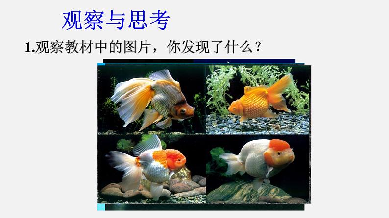 初中生物人教版八年级下册 7.2.5 生物的变异（课件）(共25张PPT)04