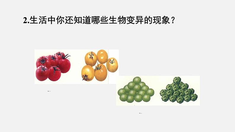 初中生物人教版八年级下册 7.2.5 生物的变异（课件）(共25张PPT)05