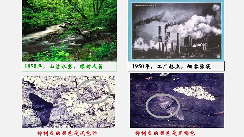 初中生物人教版八年级下册 7.3.3 生物进化的原因（课件）(共30张PPT)第4页