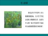 初中生物人教版八年级下册7.1.1  植物的生殖课件 八年级生物下册（人教版）