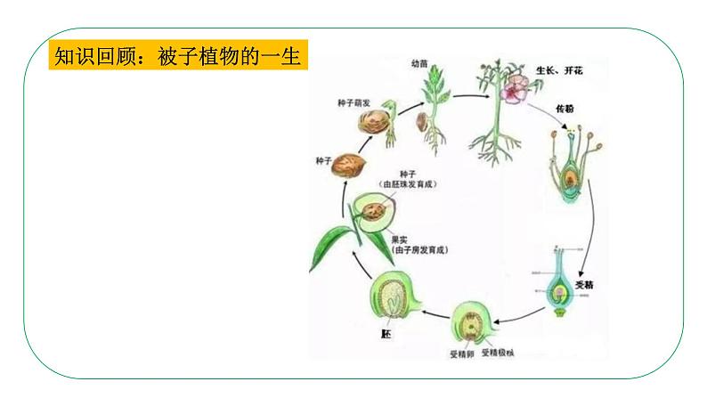 初中生物人教版八年级下册7.1.1  植物的生殖课件 八年级生物下册（人教版）第6页