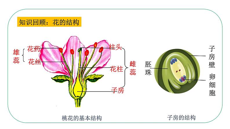 初中生物人教版八年级下册7.1.1  植物的生殖课件 八年级生物下册（人教版）第7页