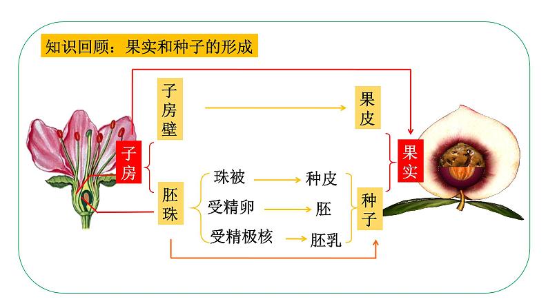 初中生物人教版八年级下册7.1.1  植物的生殖课件 八年级生物下册（人教版）第8页