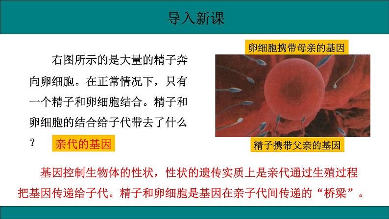 初中生物人教版八年级下册7.2.2  基因在亲子间的传递课件 八年级生物下册（人教版）第3页