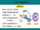 初中生物人教版八年级下册7.2.2  基因在亲子间的传递课件 八年级生物下册（人教版）