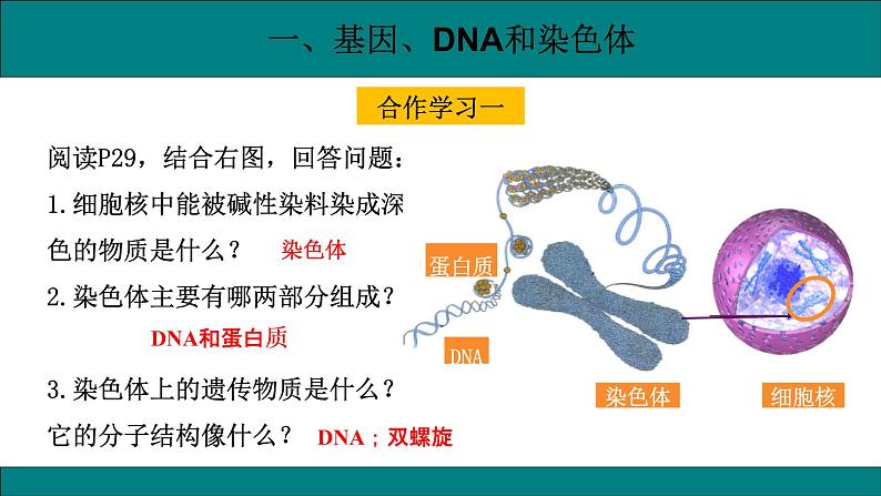 初中生物人教版八年级下册7.2.2  基因在亲子间的传递课件 八年级生物下册（人教版）第4页