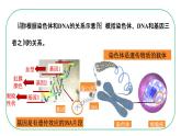 初中生物人教版八年级下册7.2.2  基因在亲子间的传递课件 八年级生物下册（人教版）