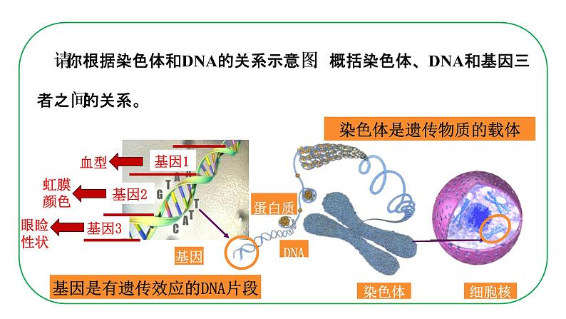 初中生物人教版八年级下册7.2.2  基因在亲子间的传递课件 八年级生物下册（人教版）第5页