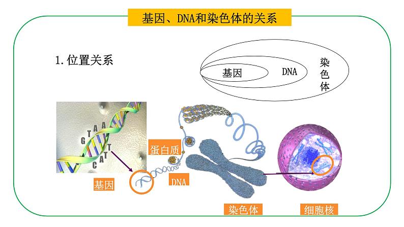 初中生物人教版八年级下册7.2.2  基因在亲子间的传递课件 八年级生物下册（人教版）第6页