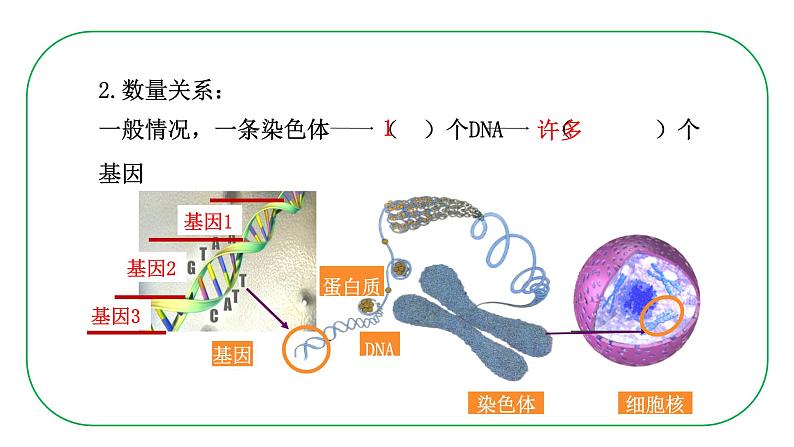 初中生物人教版八年级下册7.2.2  基因在亲子间的传递课件 八年级生物下册（人教版）第7页