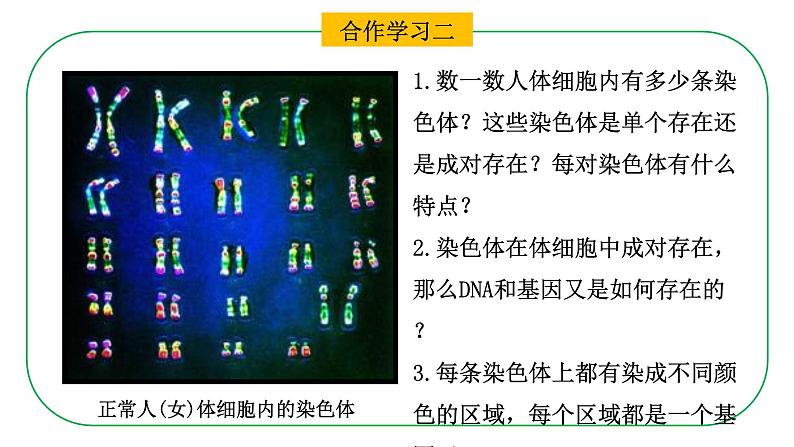 初中生物人教版八年级下册7.2.2  基因在亲子间的传递课件 八年级生物下册（人教版）第8页