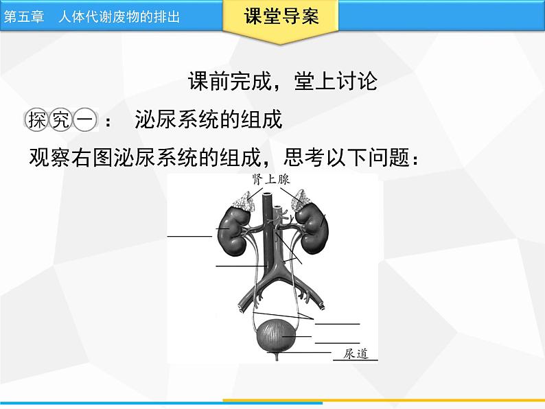 人教版生物七年级下册 第五章 人体代谢废物的排出（课件）七年级生物下册（人教版）第8页