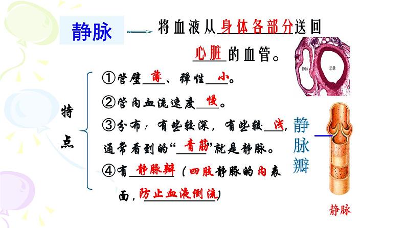 人教版生物七年级下册 第四章 血流的管道——血管（课件） (人教版)（共31张PPT)第8页