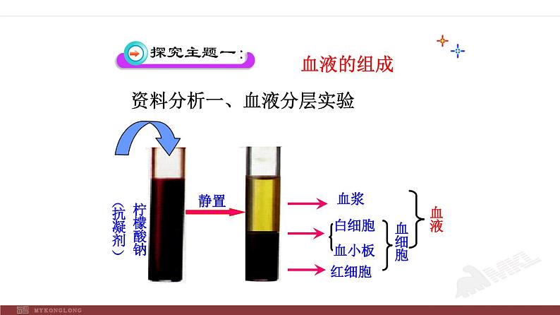 人教版生物七年级下册 第四章 流动的组织——血液（课件） (人教版) (共39张PPT)07