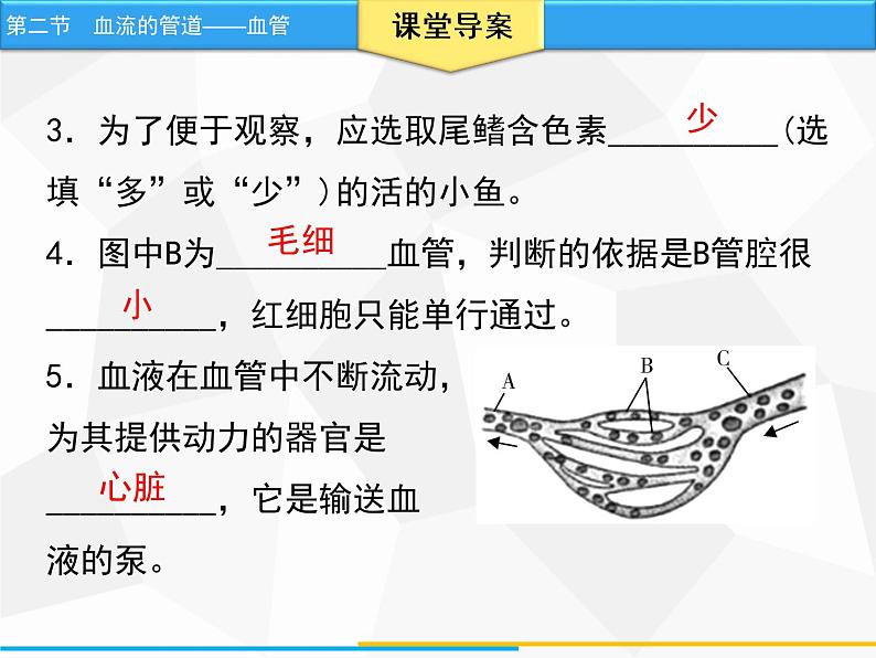 人教版生物七年级下册 第四章  血流的管道——血管（课件）七年级生物下册（人教版）第8页