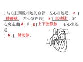 人教版生物七年级下册 第四章  输送血液的泵——心脏（课件）七年级生物下册（人教版）