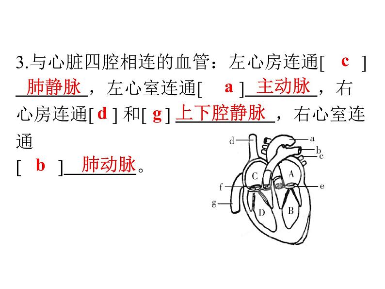 人教版生物七年级下册 第四章  输送血液的泵——心脏（课件）七年级生物下册（人教版）第4页