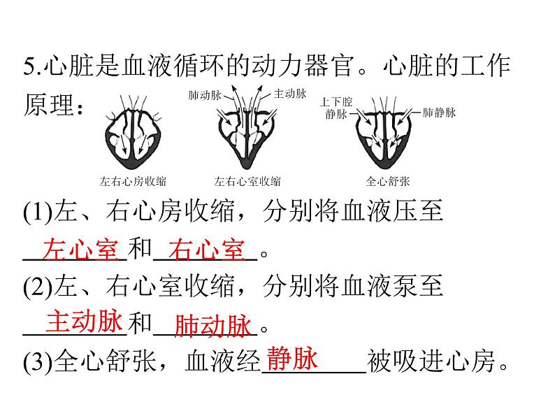 人教版生物七年级下册 第四章  输送血液的泵——心脏（课件）七年级生物下册（人教版）第6页