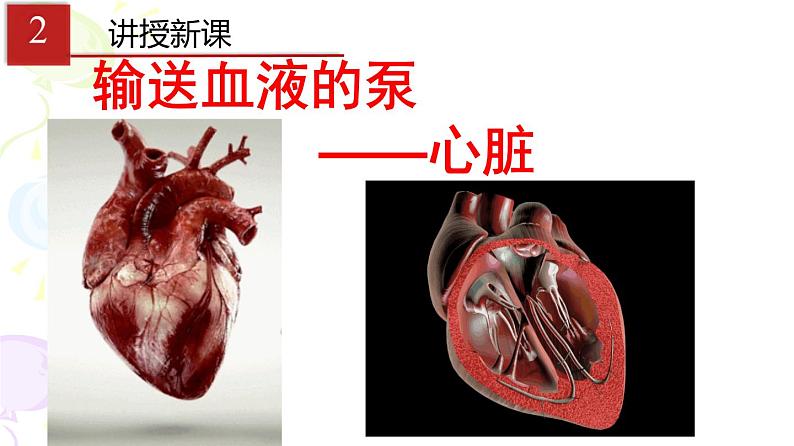 输送血液的泵──心脏PPT课件免费下载04