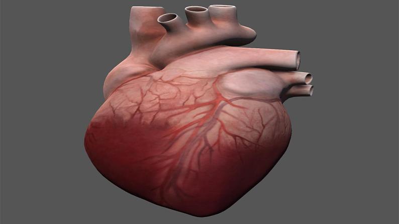 输送血液的泵──心脏PPT课件免费下载05