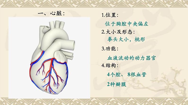 输送血液的泵──心脏PPT课件免费下载06