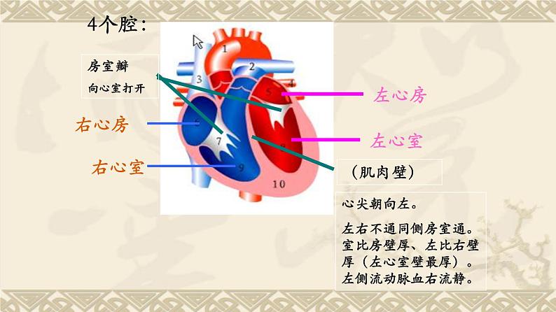 输送血液的泵──心脏PPT课件免费下载07