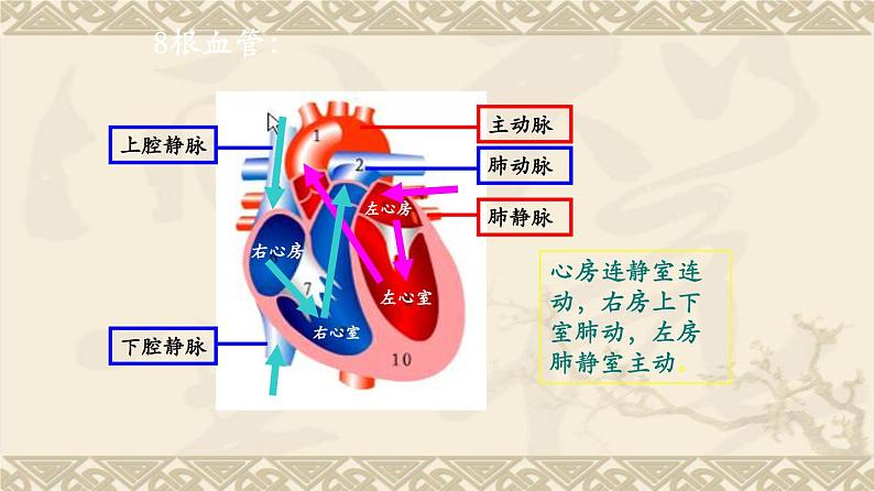 输送血液的泵──心脏PPT课件免费下载08