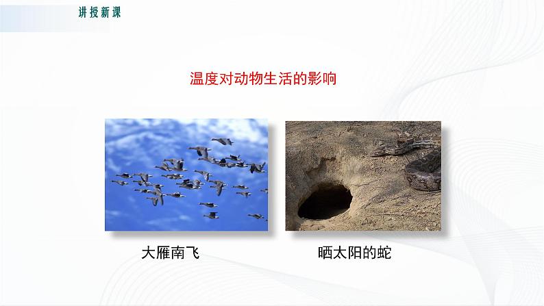 北师大版生物八下23.1《生物的生存依赖一定的环境》课件+教案+学案08