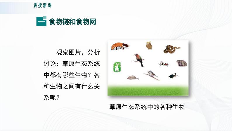 北师大版生物八下23.3《生态系统的结构和功能》课件+教案+学案04