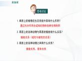 北师大版生物八下23.3《生态系统的结构和功能》课件+教案+学案