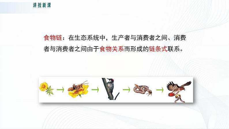 北师大版生物八下23.3《生态系统的结构和功能》课件+教案+学案06