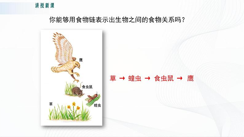 北师大版生物八下23.3《生态系统的结构和功能》课件+教案+学案07